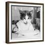 Cat Waiting to Eat-null-Framed Photographic Print