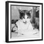 Cat Waiting to Eat-null-Framed Photographic Print