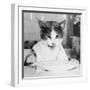 Cat Waiting to Eat-null-Framed Photographic Print