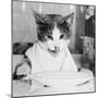 Cat Waiting to Eat-null-Mounted Photographic Print