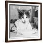 Cat Waiting to Eat-null-Framed Photographic Print