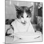 Cat Waiting to Eat-null-Mounted Photographic Print