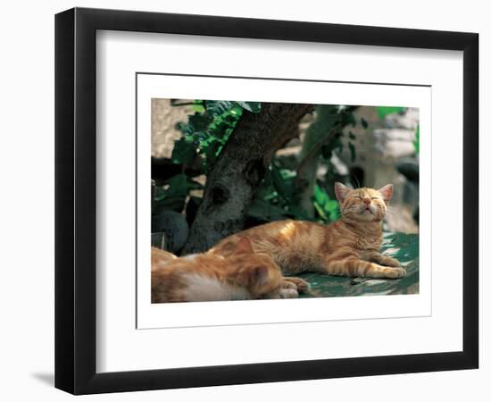 Cat Waking From Midday Rest-null-Framed Art Print