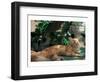 Cat Waking From Midday Rest-null-Framed Art Print