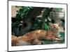 Cat Waking From Midday Rest-null-Mounted Art Print