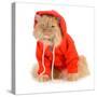 Cat Wearing Red Coat-Willee Cole-Stretched Canvas