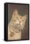 Cat with Bell-null-Framed Stretched Canvas