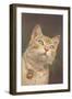 Cat with Bell-null-Framed Art Print