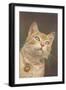 Cat with Bell-null-Framed Art Print