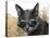 Cat With Glasses-Veniamin Kraskov-Stretched Canvas