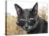 Cat With Glasses-Veniamin Kraskov-Stretched Canvas