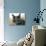 Cat With Glasses-Veniamin Kraskov-Photographic Print displayed on a wall