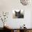 Cat With Glasses-Veniamin Kraskov-Photographic Print displayed on a wall