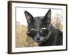 Cat With Glasses-Veniamin Kraskov-Framed Photographic Print