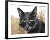 Cat With Glasses-Veniamin Kraskov-Framed Photographic Print