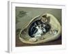 Cat with Her Kittens in a Basket, 1797-Samuel de Wilde-Framed Giclee Print