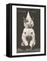 Cat with Pointed Hat, Court Jester-null-Framed Stretched Canvas
