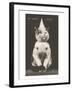 Cat with Pointed Hat, Court Jester-null-Framed Art Print