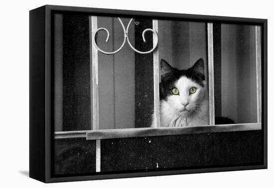 Cat With Yellow Eyes-null-Framed Stretched Canvas