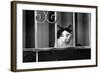 Cat With Yellow Eyes-null-Framed Photo