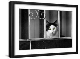 Cat With Yellow Eyes-null-Framed Photo