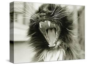 Cat Yawning-Bill Varie-Stretched Canvas
