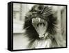 Cat Yawning-Bill Varie-Framed Stretched Canvas