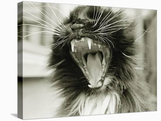 Cat Yawning-Bill Varie-Stretched Canvas