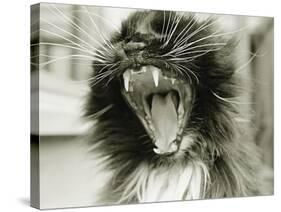 Cat Yawning-Bill Varie-Stretched Canvas