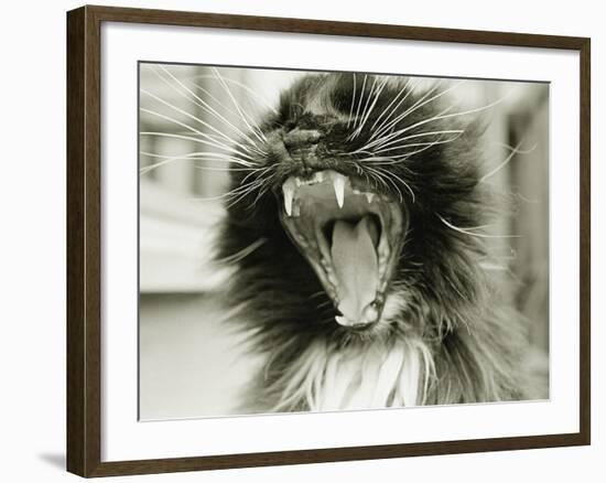 Cat Yawning-Bill Varie-Framed Photographic Print