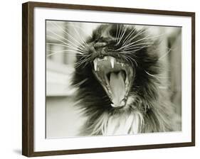 Cat Yawning-Bill Varie-Framed Photographic Print