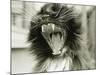 Cat Yawning-Bill Varie-Mounted Photographic Print