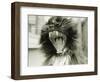 Cat Yawning-Bill Varie-Framed Photographic Print