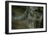 Cat-null-Framed Photographic Print