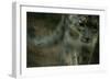 Cat-null-Framed Photographic Print