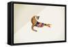 Cat-Jason Ratliff-Framed Stretched Canvas