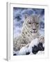 Cat-Jeff Tift-Framed Giclee Print