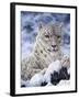 Cat-Jeff Tift-Framed Giclee Print