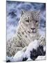 Cat-Jeff Tift-Mounted Giclee Print