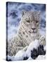 Cat-Jeff Tift-Stretched Canvas