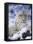 Cat-Jeff Tift-Framed Stretched Canvas