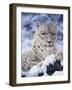 Cat-Jeff Tift-Framed Giclee Print