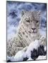 Cat-Jeff Tift-Mounted Giclee Print