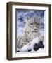 Cat-Jeff Tift-Framed Giclee Print