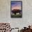 Catalina Island, California - Bison and Sunset-Lantern Press-Framed Stretched Canvas displayed on a wall