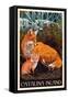 Catalina Island, California - Fox and Kit-Lantern Press-Framed Stretched Canvas