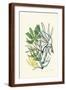 Brown Frame