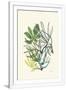 Gramercy White
