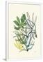 Gramercy White