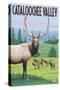 Cataloochee Valley, North Carolina - Elk Herd-Lantern Press-Stretched Canvas